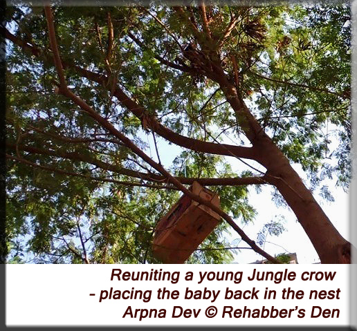 Reuniting a young Jungle crow